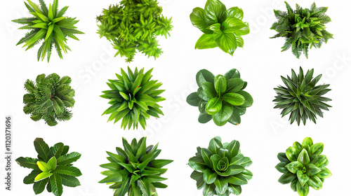 Collection of Fouquieria-columnaris plants, isolated on a white background. photo