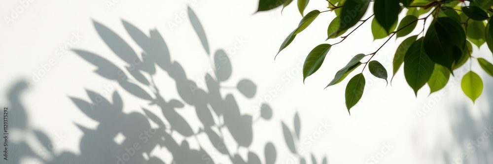 Shadows of green leaves create an artistic pattern on a white wall during daylight Shadows of green leaves create an artistic pattern on a white wall during daylight