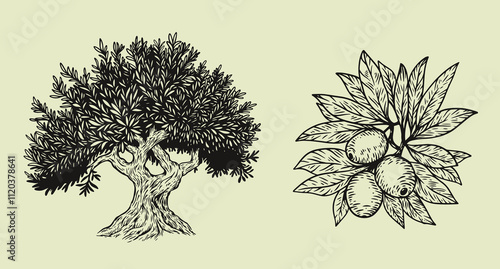 Hand draw olive tree and branch with berries isolated on white background. Set of vector illustration in engraving vintage style.