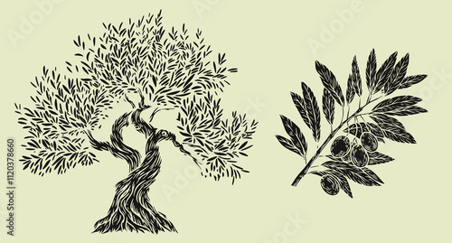 Hand draw olive tree and branch with berries isolated on white background. Set of vector illustration in engraving vintage style.