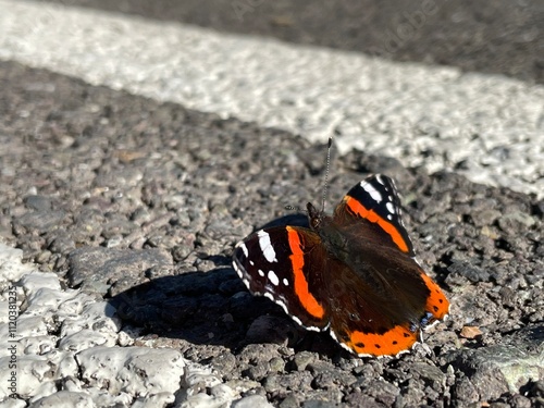 Close-up of a butterfly with black wings featuring fiery orange and white spots, sitting on grey asphalt, with white stripes on its long, straight antennae photo