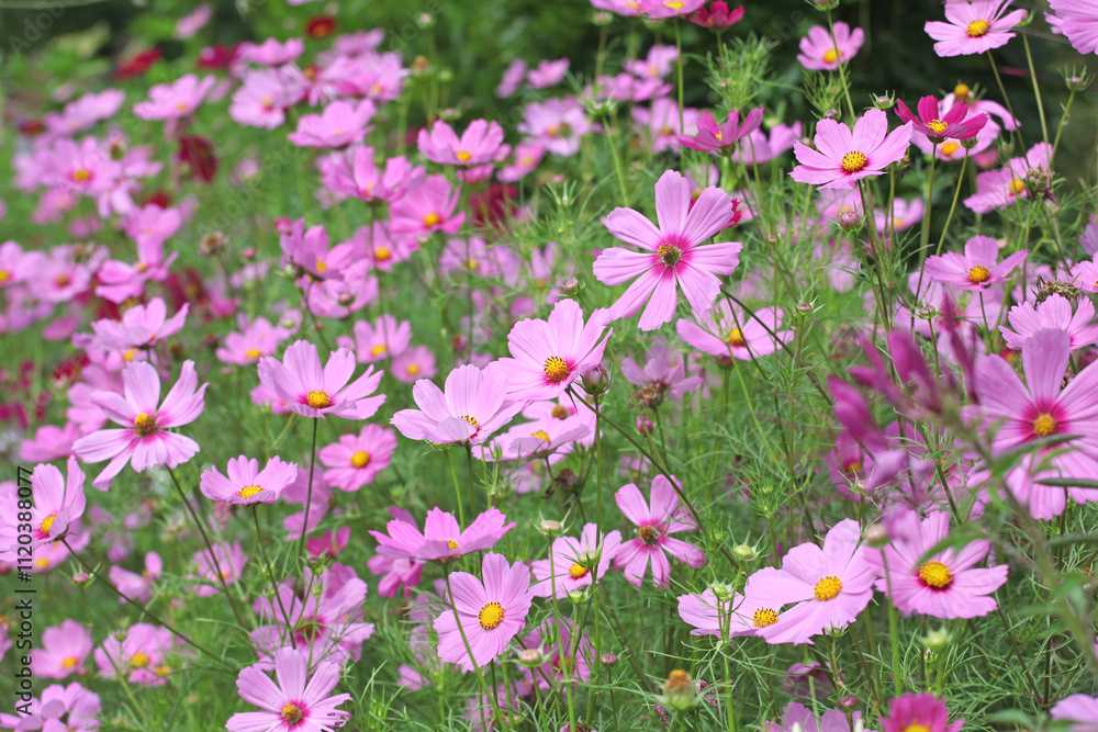 Pink Cosmos, cosmea bipinnatus ‘Casanova Pink’ in flower. Pink Cosmos, cosmea bipinnatus ‘Casanova Pink’ in flower.