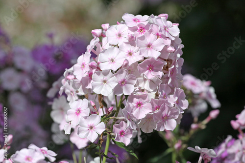 White and pink Phlox paniculata ‘Monica Lynden Bell’ in flower. photo