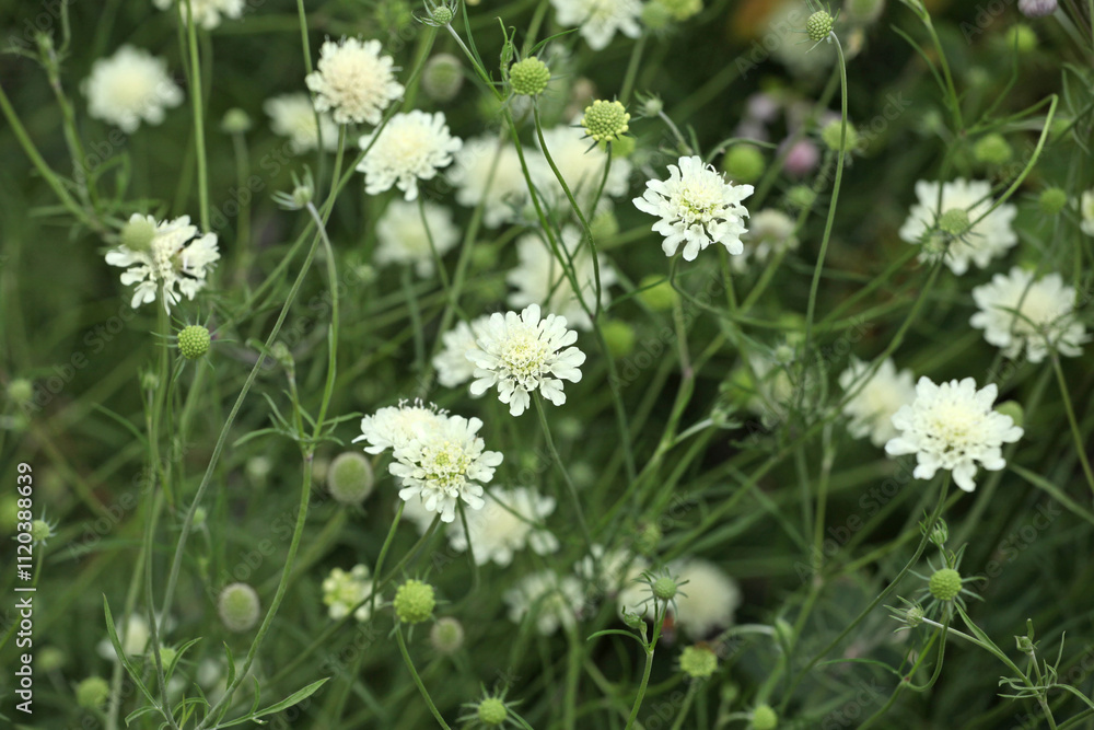 Cream scabious pincushion, Scabiosa ochroleuca, in flower. Cream scabious pincushion, Scabiosa ochroleuca, in flower.