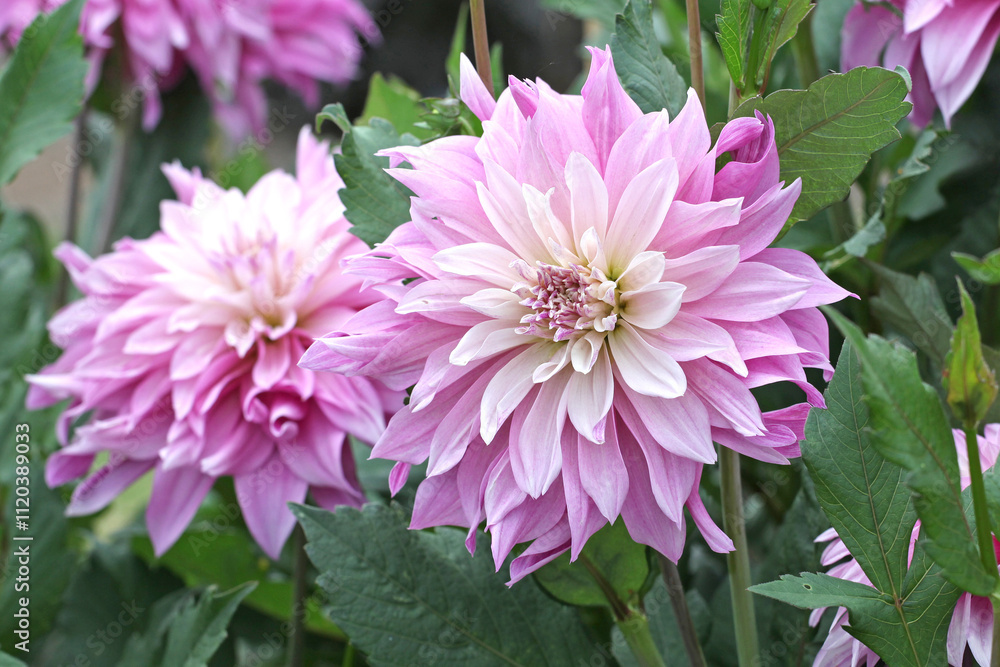 Lilac purple and cream dinnerplate decorative dahlia ‘Labyrinth Two Tone’ in flower. Lilac purple and cream dinnerplate decorative dahlia ‘Labyrinth Two Tone’ in flower.