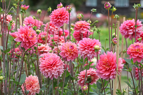 Pink decorative dahlia ‘Great Silence’ in flower.