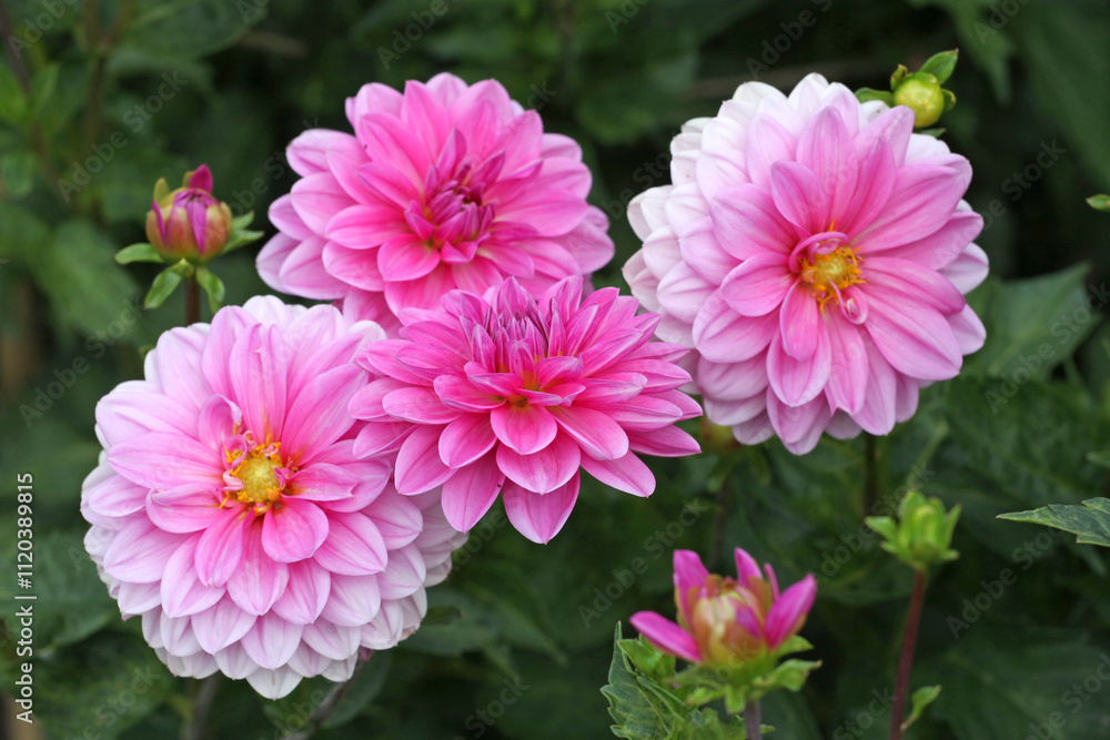 Pink decorative Dahlia ‘Onesta’ in flower. Pink decorative Dahlia ‘Onesta’ in flower.