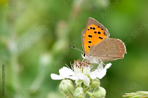 Wallpaper Mural wildlife photos. photos of butterflies in natural areas. Torontodigital.ca