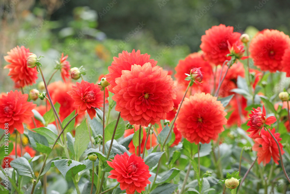 Bright orange decorative dahlia ‘Stadt Spremberg’ in flower. Bright orange decorative dahlia ‘Stadt Spremberg’ in flower.