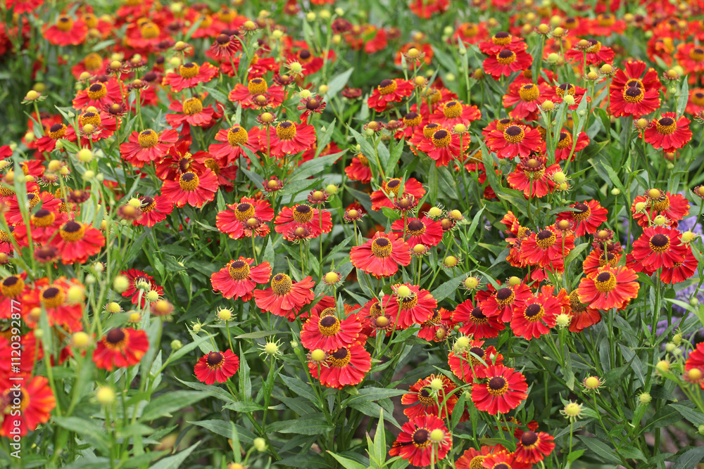 Bright red helenium sneezeweed ‘Rubinzwerg’ in flower. Bright red helenium sneezeweed ‘Rubinzwerg’ in flower.