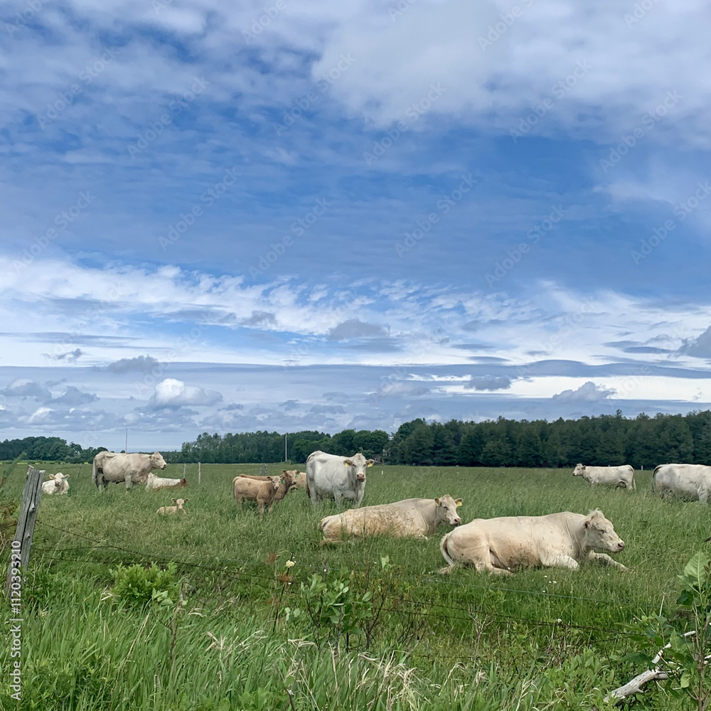Obraz premium Cows in a meadow