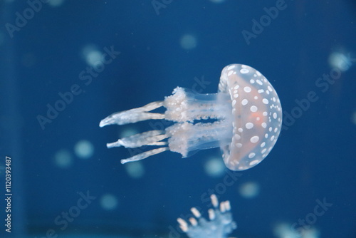 Photography jellyfish floating in water