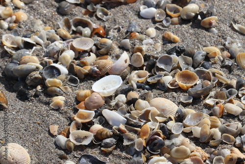 Crabs and seashells on rocks on ocean beach