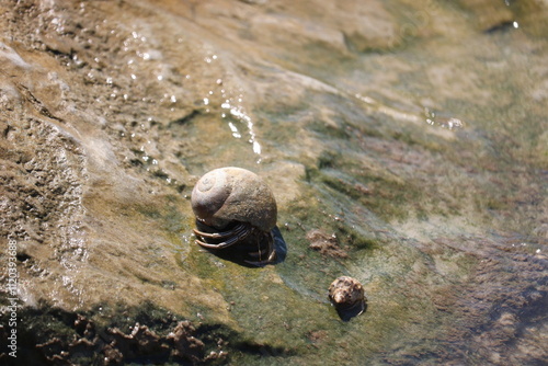 Crabs and seashells on rocks on ocean beach