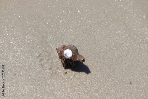 Crabs and seashells on rocks on ocean beach