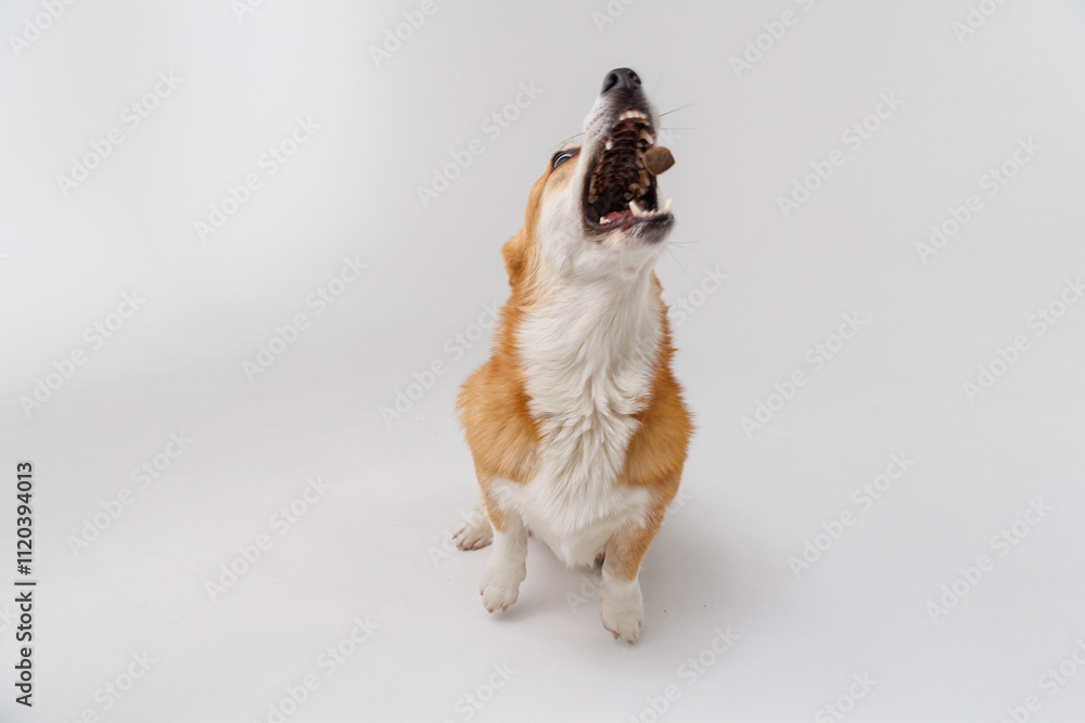 Corgi catching a treat mid-air, showcasing agility and excitement on a white studio background Corgi catching a treat mid-air, showcasing agility and excitement on a white studio background
