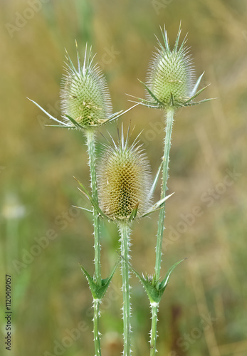 plants growing in natural areas. natural thorn photos. photo