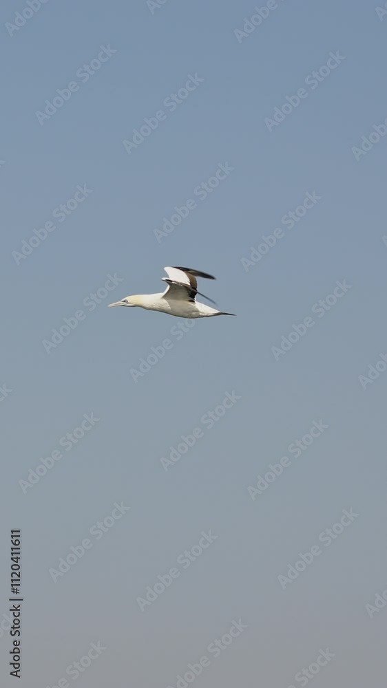 Lonely Northern gannet in flight with a blue sky background at ile Bonaventure in Perc , Qu bec, Canada. Amazing wild birds of South Africa. Sardine run in Wild Coast. Concept of wild nature Lonely Northern gannet in flight with a blue sky background at ile Bonaventure in Perc , Qu bec, Canada. Amazing wild birds of South Africa. Sardine run in Wild Coast. Concept of wild nature