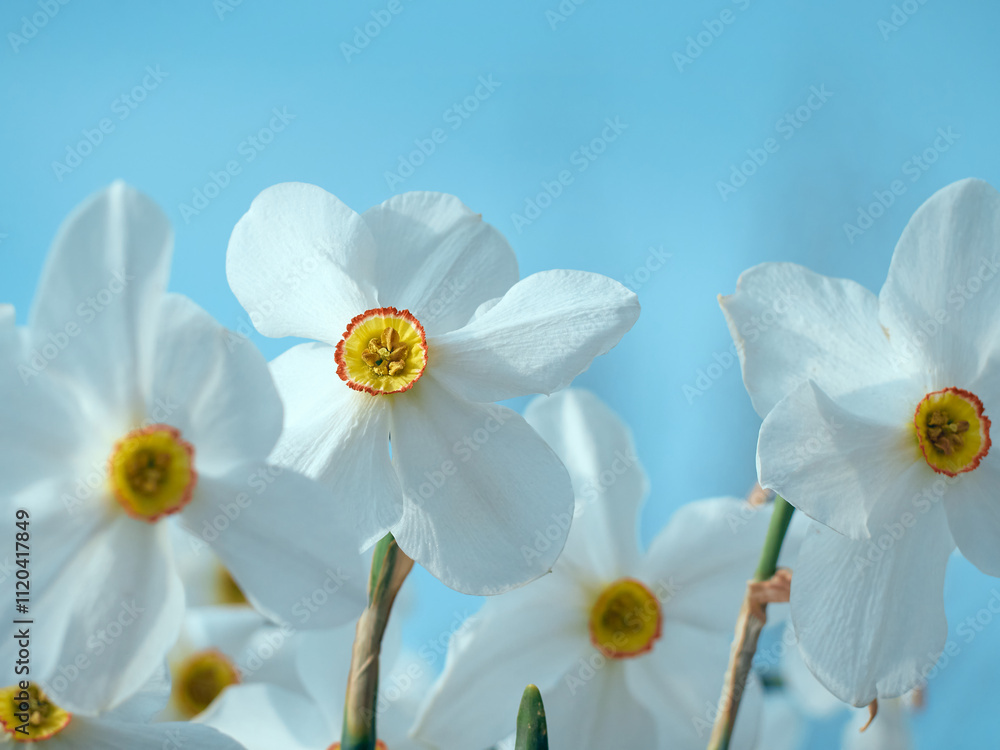 Flower of daffodil in spring garden. Flower of daffodil in spring garden.