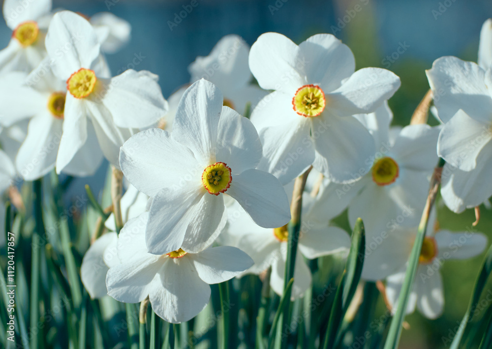 Flower of daffodil in spring garden. Flower of daffodil in spring garden.