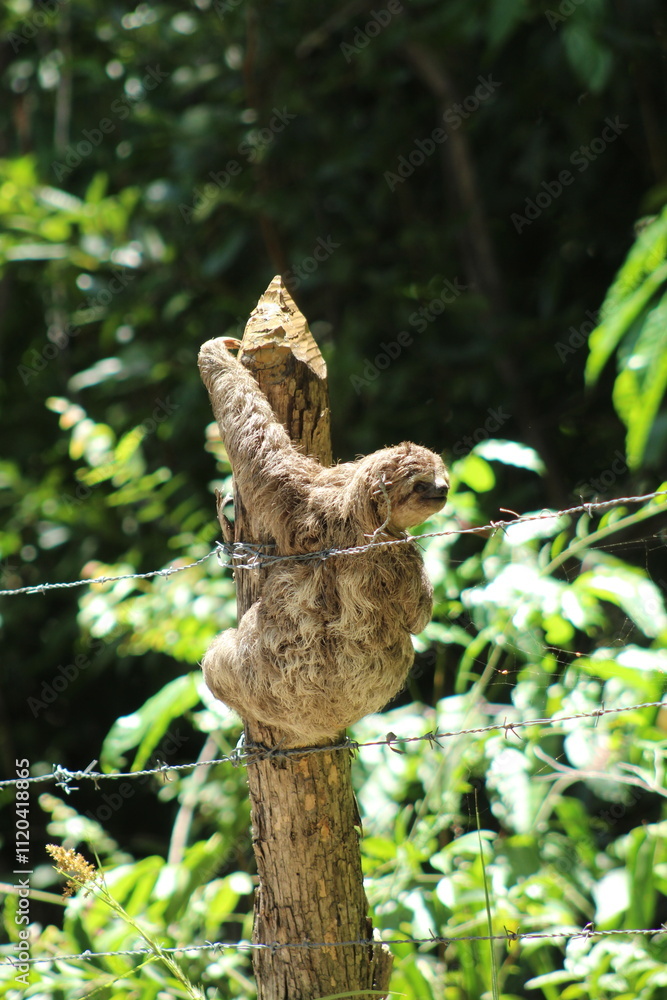 bicho preguiça subindo em tronco bicho preguiça subindo em tronco