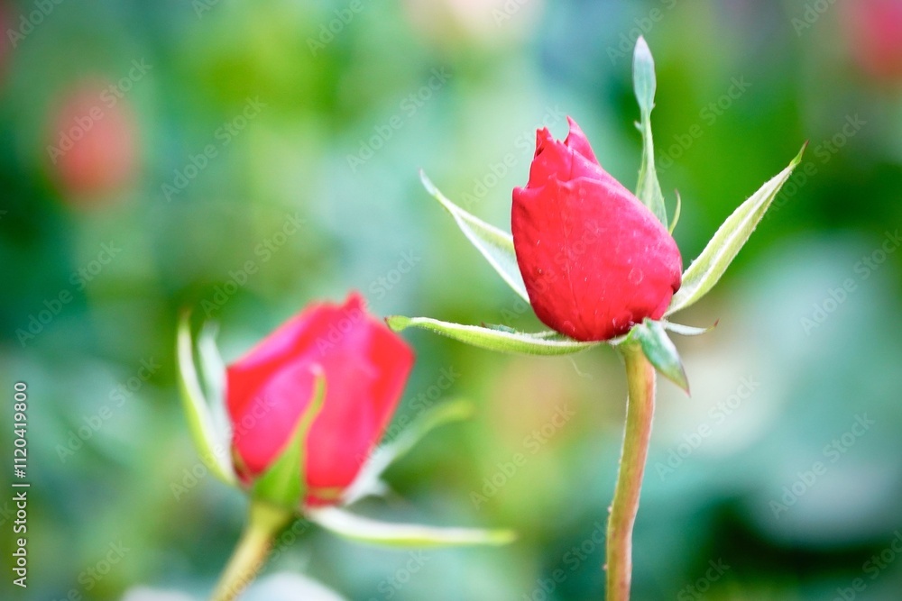 A beautiful red rose in full bloom, surrounded by blurred greenery. The delicately layered petals reveal bright, warm colors, with natural gradations. A beautiful red rose in full bloom, surrounded by blurred greenery. The delicately layered petals reveal bright, warm colors, with natural gradations.
