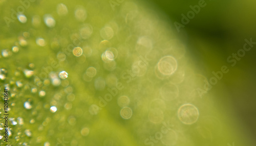 Wallpaper Mural The Art of Blurry Backgrounds in Product Photography. Exploring Blurry Backgrounds: A Photographer's Perspective Torontodigital.ca