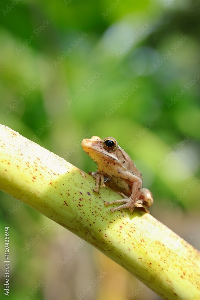 Fototapeta premium a frog perched on a tree branch