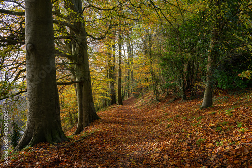 Pine Walk in Shaftesbury, Dorset, UK. Autumn (fall) scene of a beautiful woodland path in Shaftesbury with golden colors.