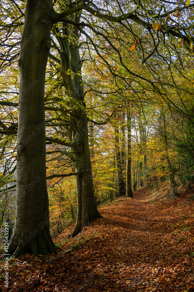 Pine Walk in Shaftesbury, Dorset, UK. Autumn (fall) scene of a beautiful woodland path in Shaftesbury with golden colors. Pine Walk in Shaftesbury, Dorset, UK. Autumn (fall) scene of a beautiful woodland path in Shaftesbury with golden colors.