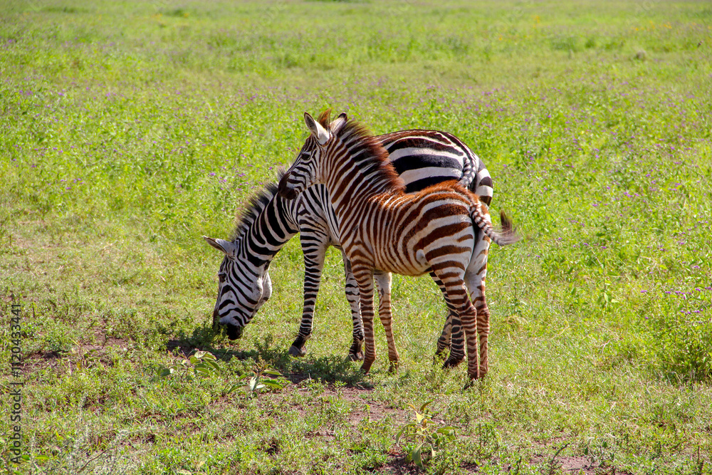 Obraz premium Wild zebras in Tanzania landscape.
