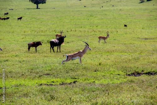 Village in Tanzania, scenic landscpape of Africa.