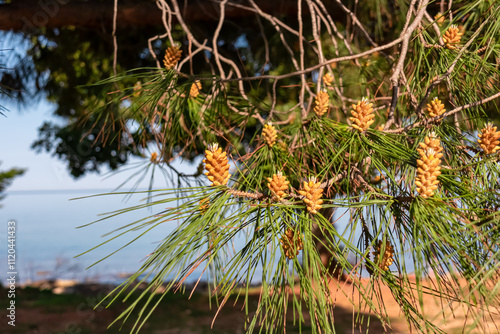 Close-up of pine tree branches laden with young cones overlooking Adriatic Mediterranean sea. Serene coastal scene in Karigador, Istria peninsula, Croatia. Serene natural setting. deep green needles photo