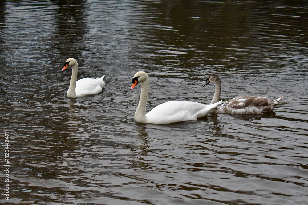Swan in River Barrow, Bagenalstown (Muine Bheag),County Carlow, Ireland Swan in River Barrow, Bagenalstown (Muine Bheag),County Carlow, Ireland