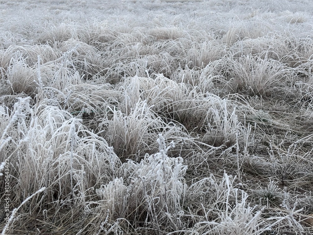 Obraz premium Frosty field during winter in Montana