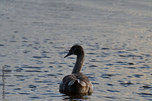 Swan in River Barrow, Bagenalstown (Muine Bheag),County Carlow, Ireland photo