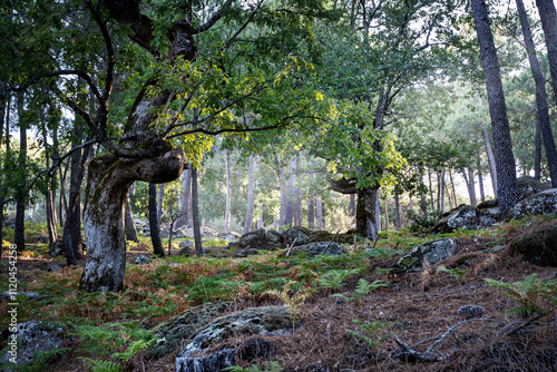 Pinares en Piedralaves photo