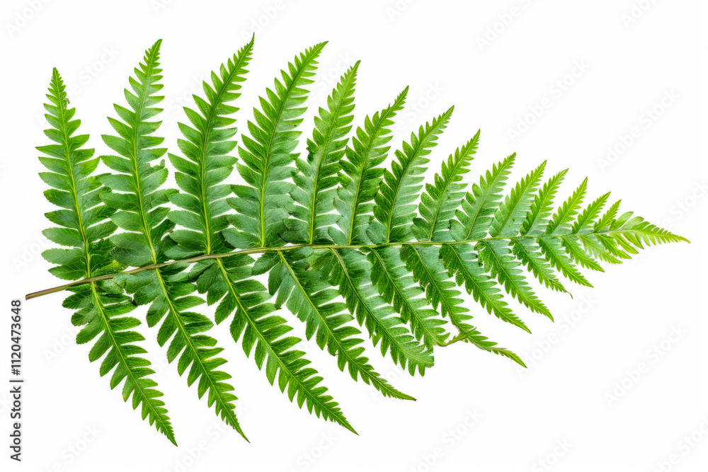 Green leaves fern tropical plant isolated on white background Green leaves fern tropical plant isolated on white background