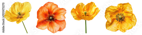 Wallpaper Mural Mexican tulip poppy isolated on transparent background, Set of Torontodigital.ca