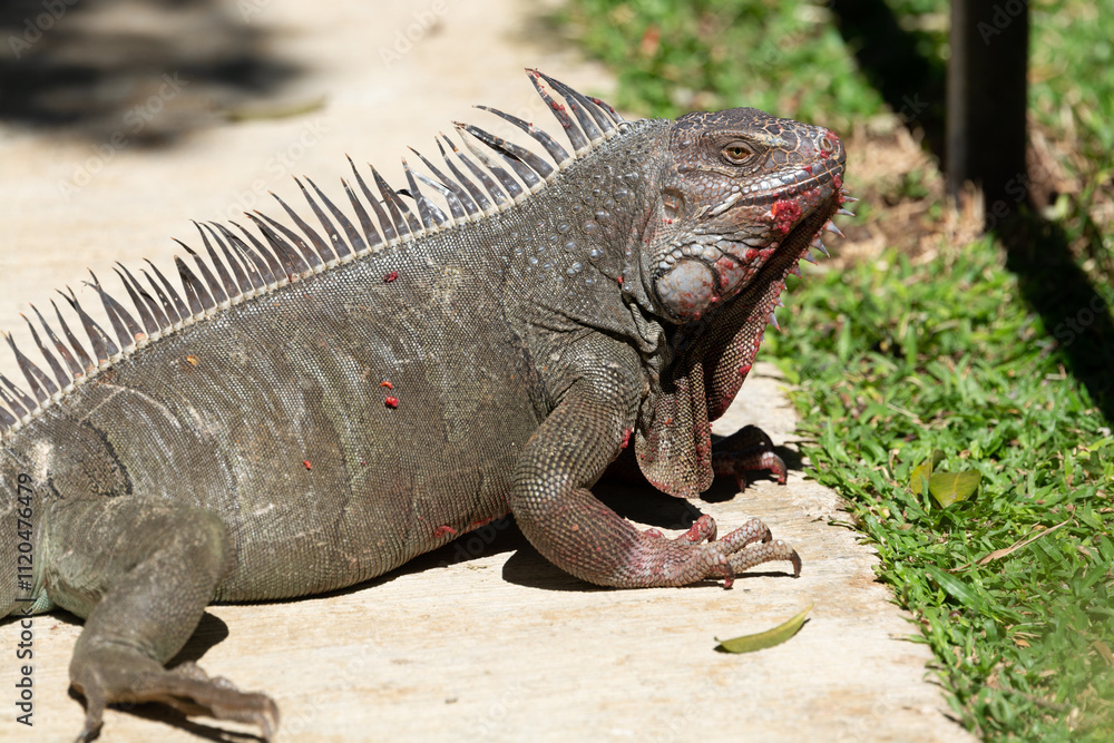 Fototapeta premium close-up of a massive mlae green iguana with food around its mouth