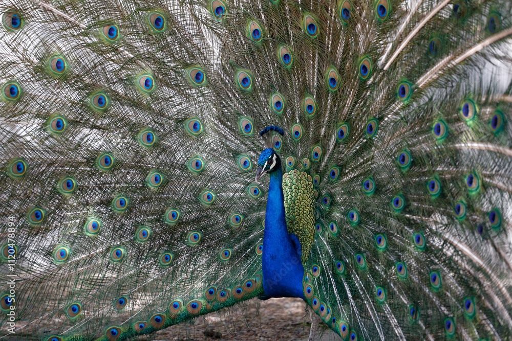 Obraz premium Male peacock with his tail feathers spread to court a female.