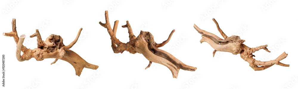 Naklejka premium set old dry driftwood tree branch on an isolated white background close-up