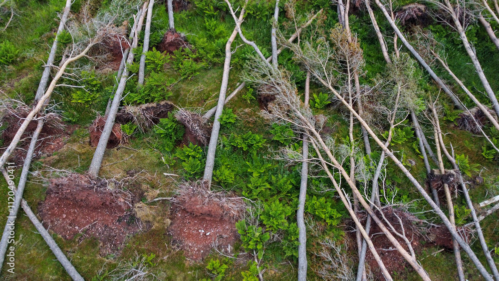 Fototapeta premium Aerial view of uprooted trees in forest caused by storm