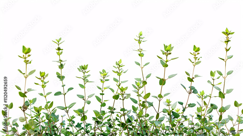 Cutout Larrea-divaricata plants for garden design or landscaping. Cutout Larrea-divaricata plants for garden design or landscaping.