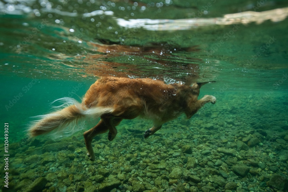 Obraz premium Under Water
