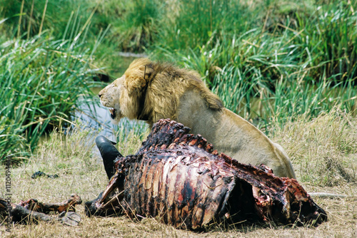 African lion in the Serengeti national park wearing a radio collar and guarding the carcass remains of an eaten animal.  photo