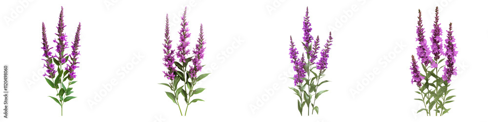Purple loosestrife isolated on transparent background, Set of Purple loosestrife isolated on transparent background, Set of