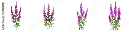 Purple loosestrife isolated on transparent background, Set of