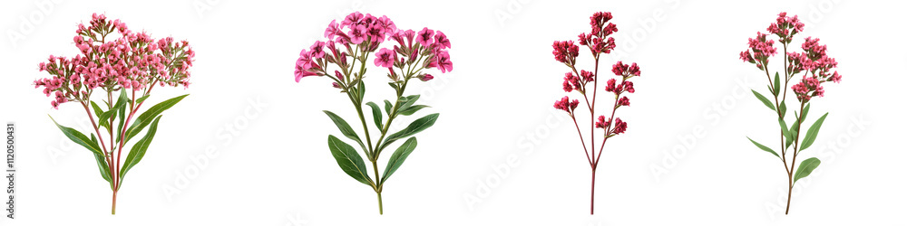 Red valerian isolated on transparent background, Set of Red valerian isolated on transparent background, Set of