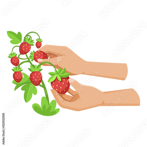 Hands harvesting ripe strawberries from green leafy plant. Bright and colorful on white backdrop. Concept of gardening, farming. Vector illustration